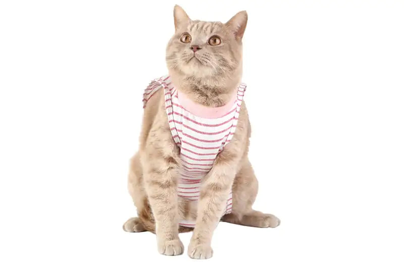 Post-Surgery Weaning Clothes for Female Cats