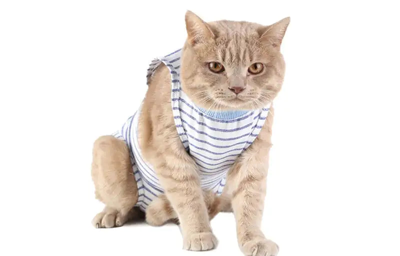 Post-Surgery Weaning Clothes for Female Cats